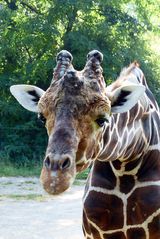 Giraffenportrait - Zoo Duisburg