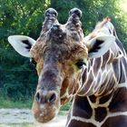 Giraffenportrait - Zoo Duisburg