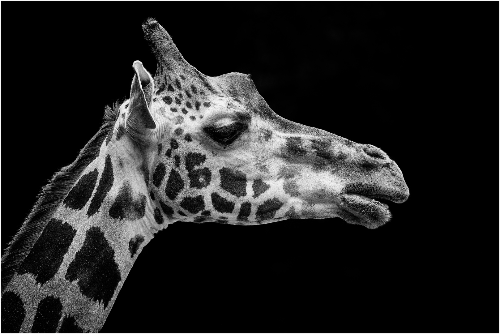 Giraffenprofil