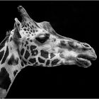 Giraffenprofil