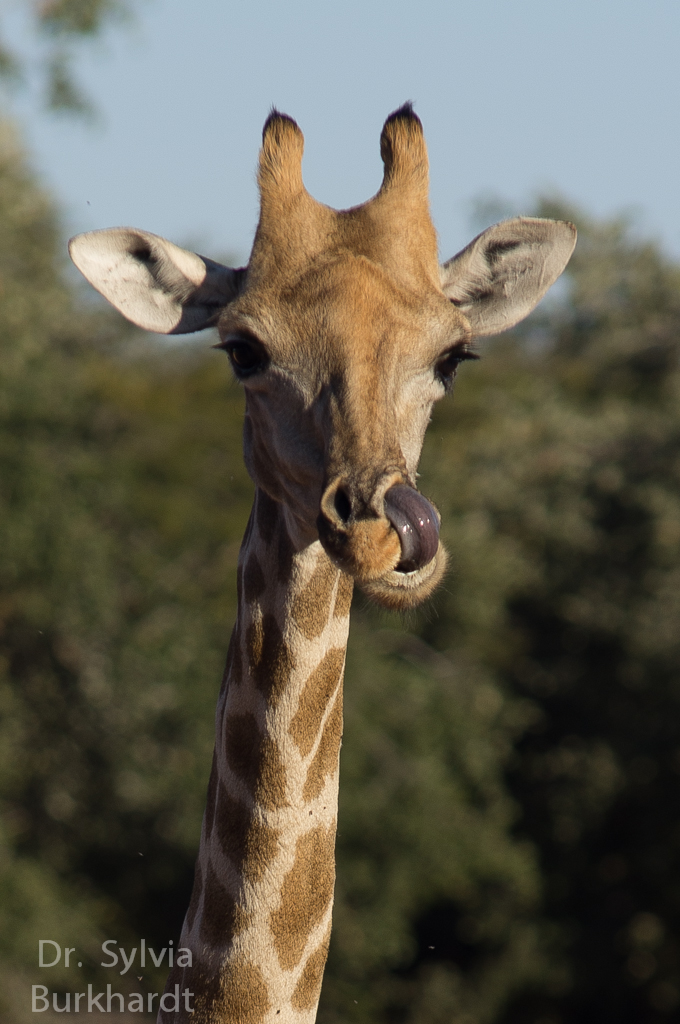 Giraffenreinlichkeit