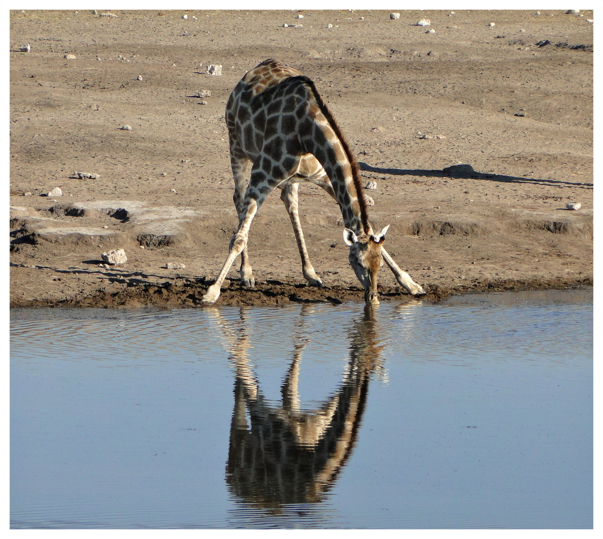 Giraffenspiegel