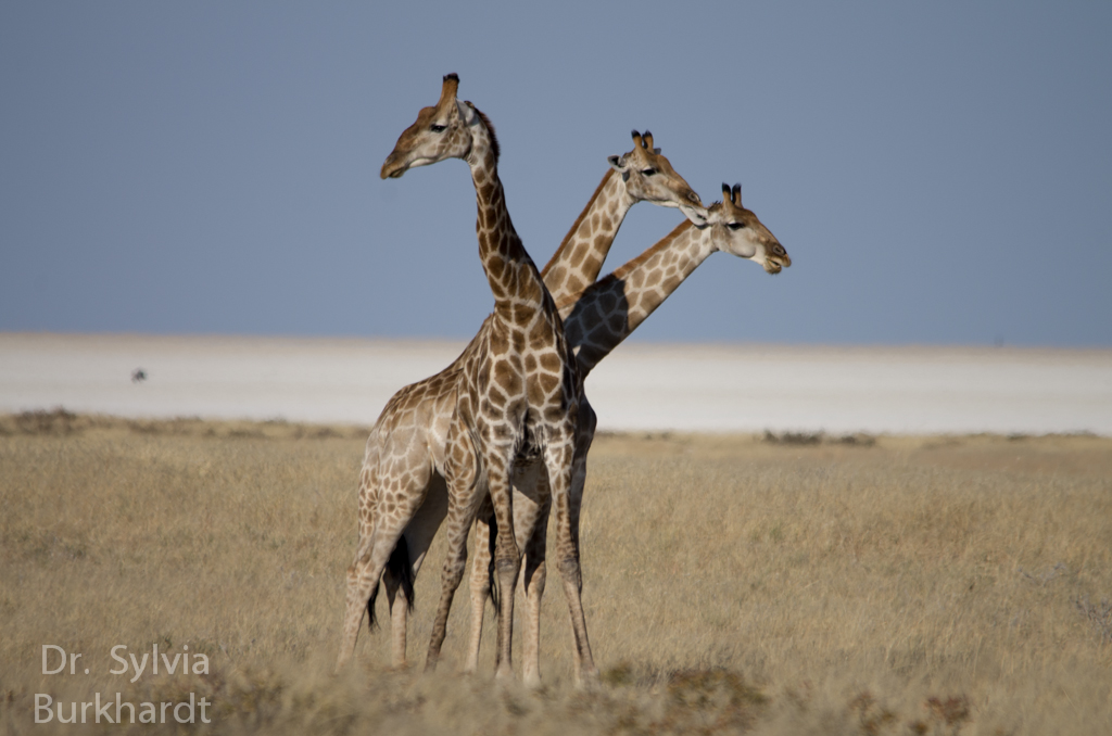 Giraffenstrauß