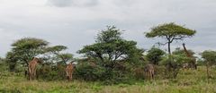 Giraffensuchbild