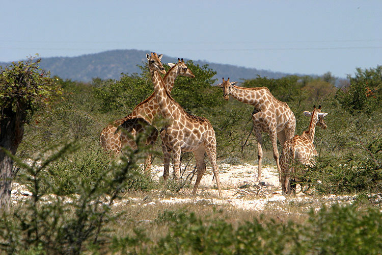 Giraffentreff