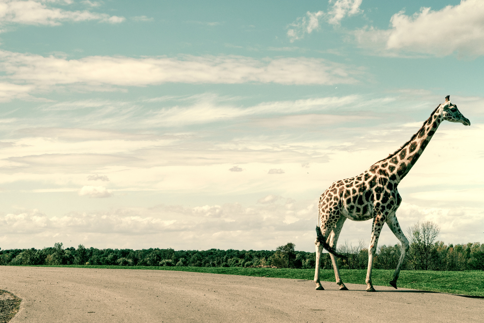 Giraffenüberquerung