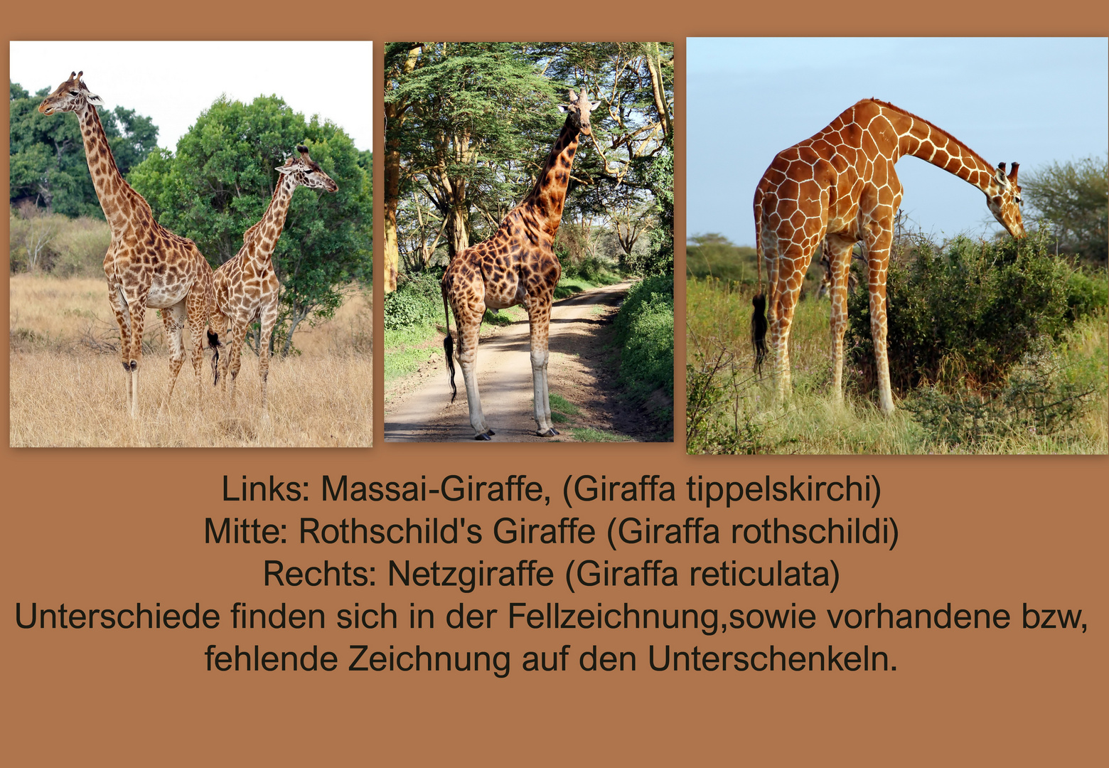 Giraffenvergleich