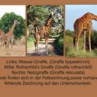 Giraffenvergleich