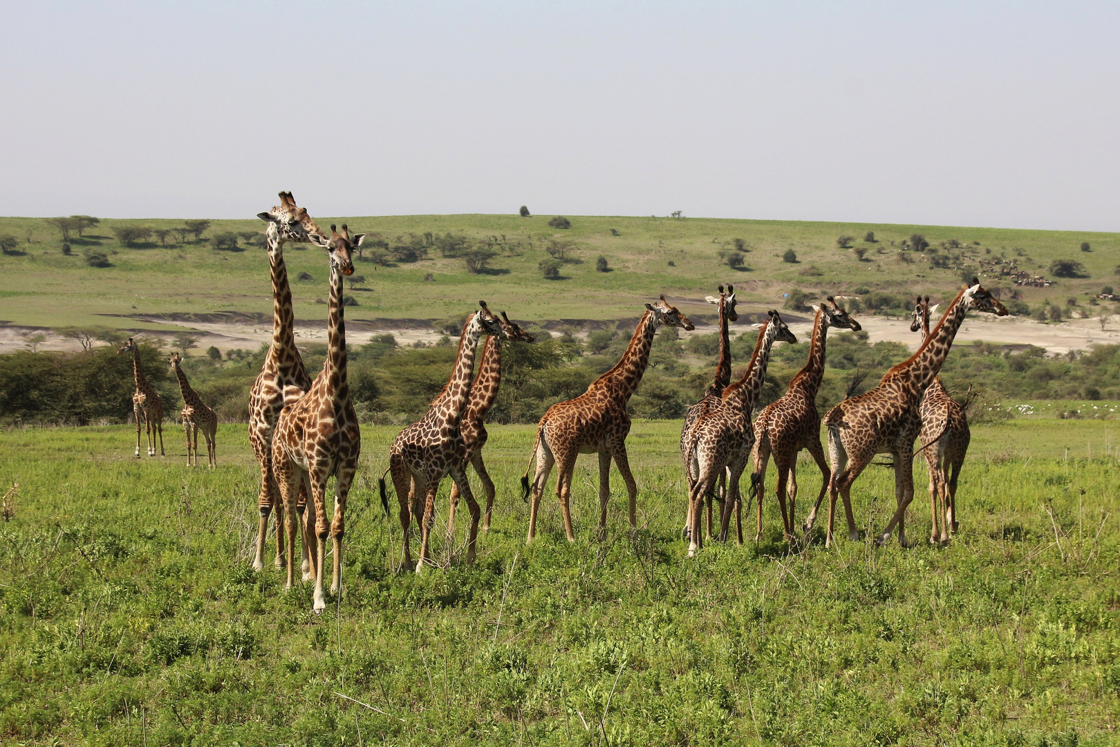 Giraffenversammlung in der "Ngorongoro Conservation Area"