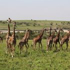 Giraffenversammlung in der "Ngorongoro Conservation Area"