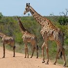 Giraffenwalk