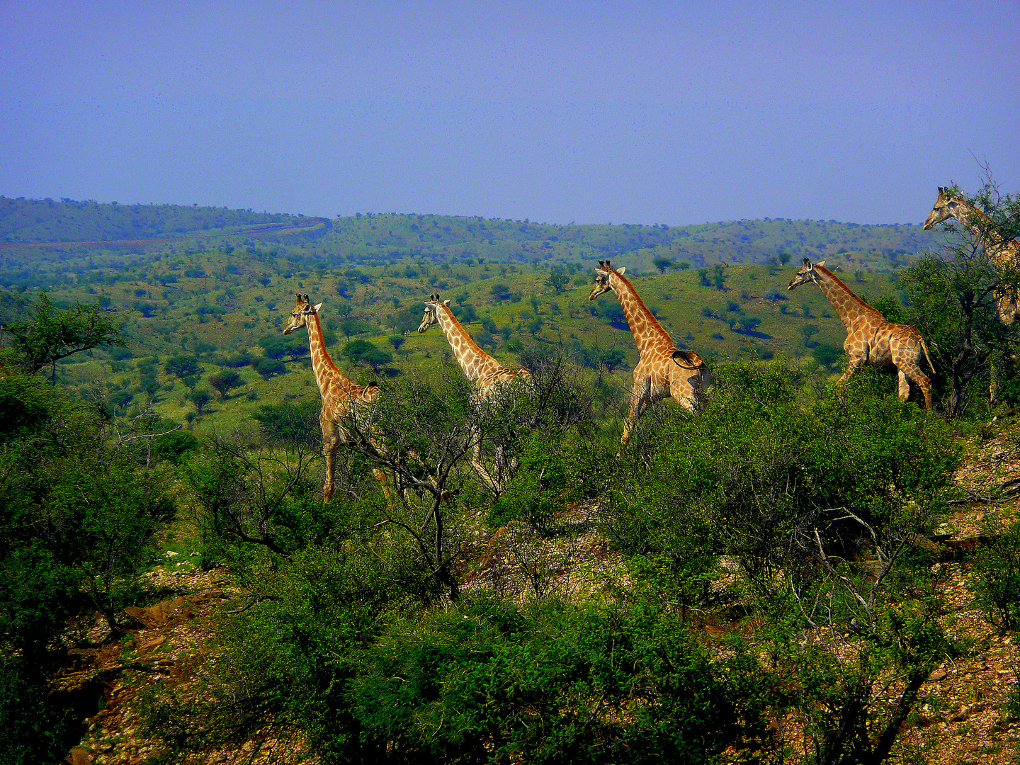 Giraffenwanderung