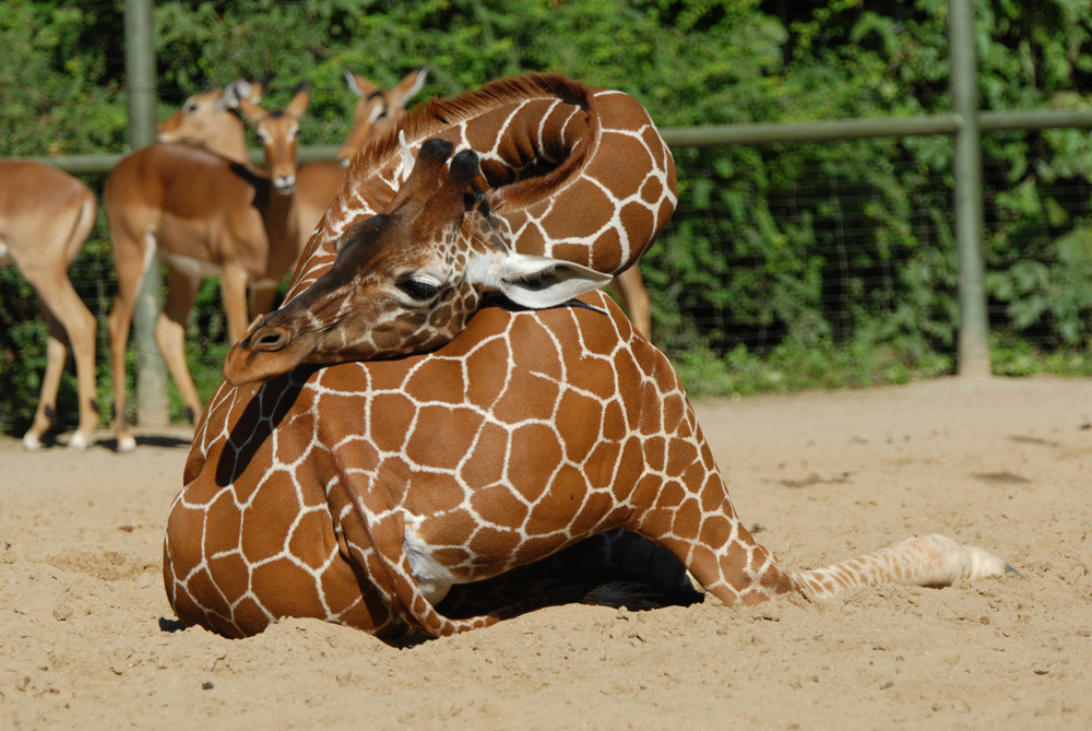 Giraffenyoga