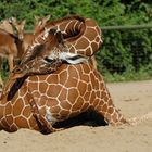 Giraffenyoga