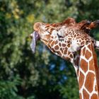 Giraffenzunge mit Schleudertrauma!