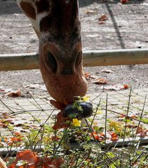 giraffenzungenarbeit