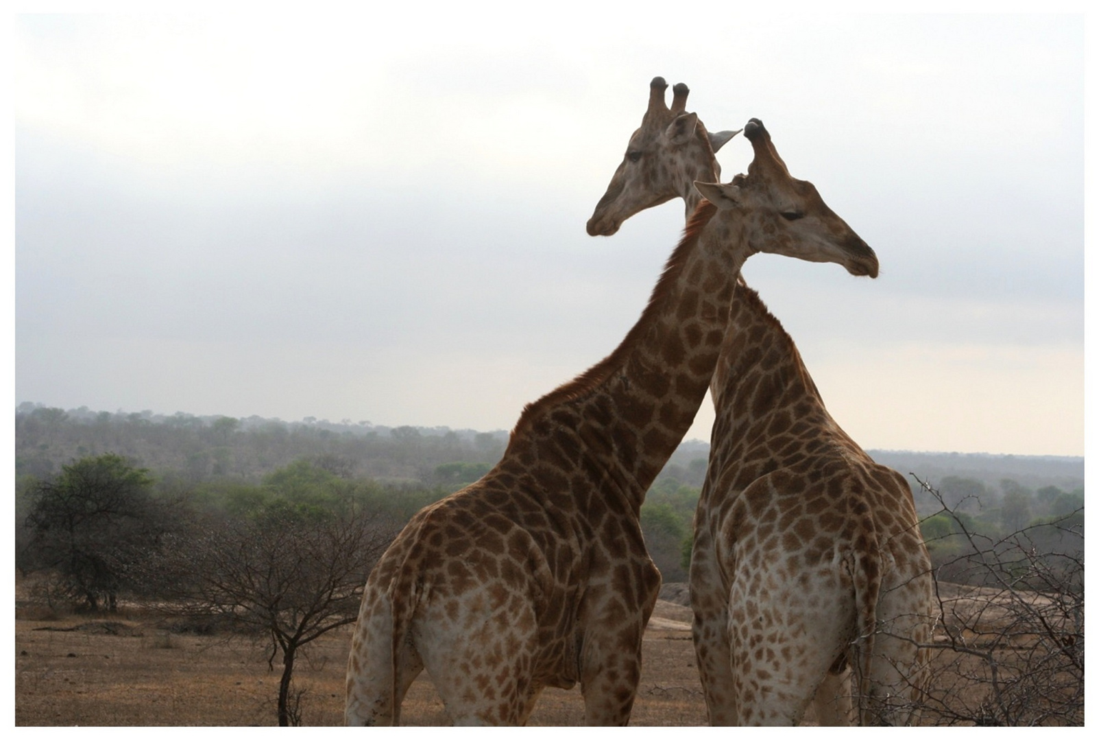 Giraffes