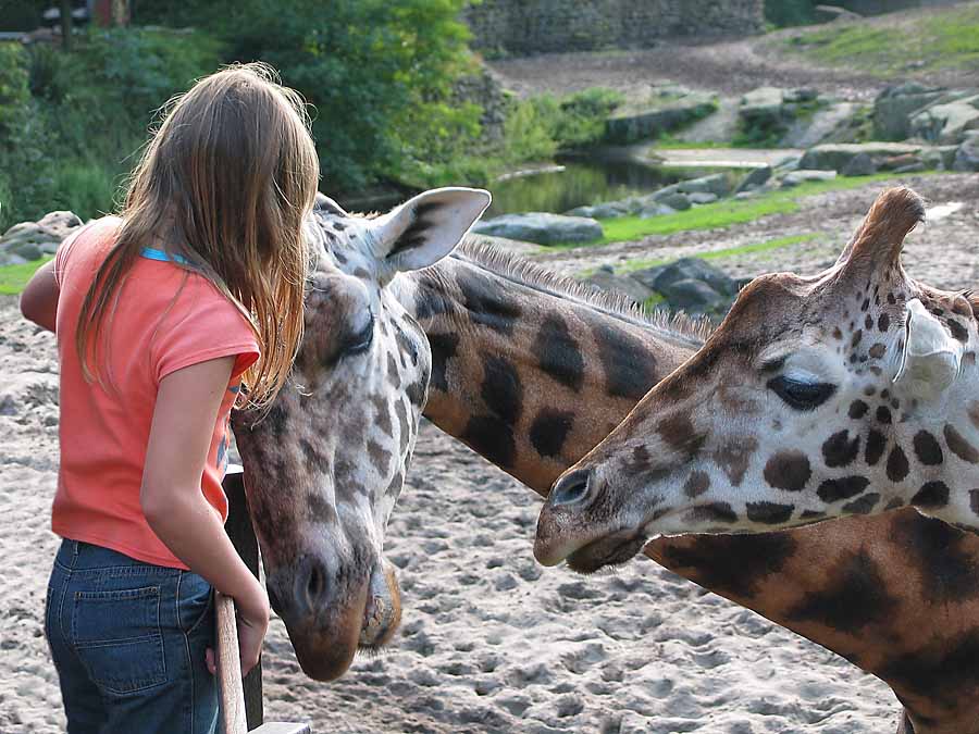 Giraffes