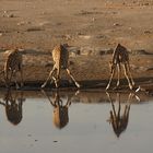 giraffes at the bar