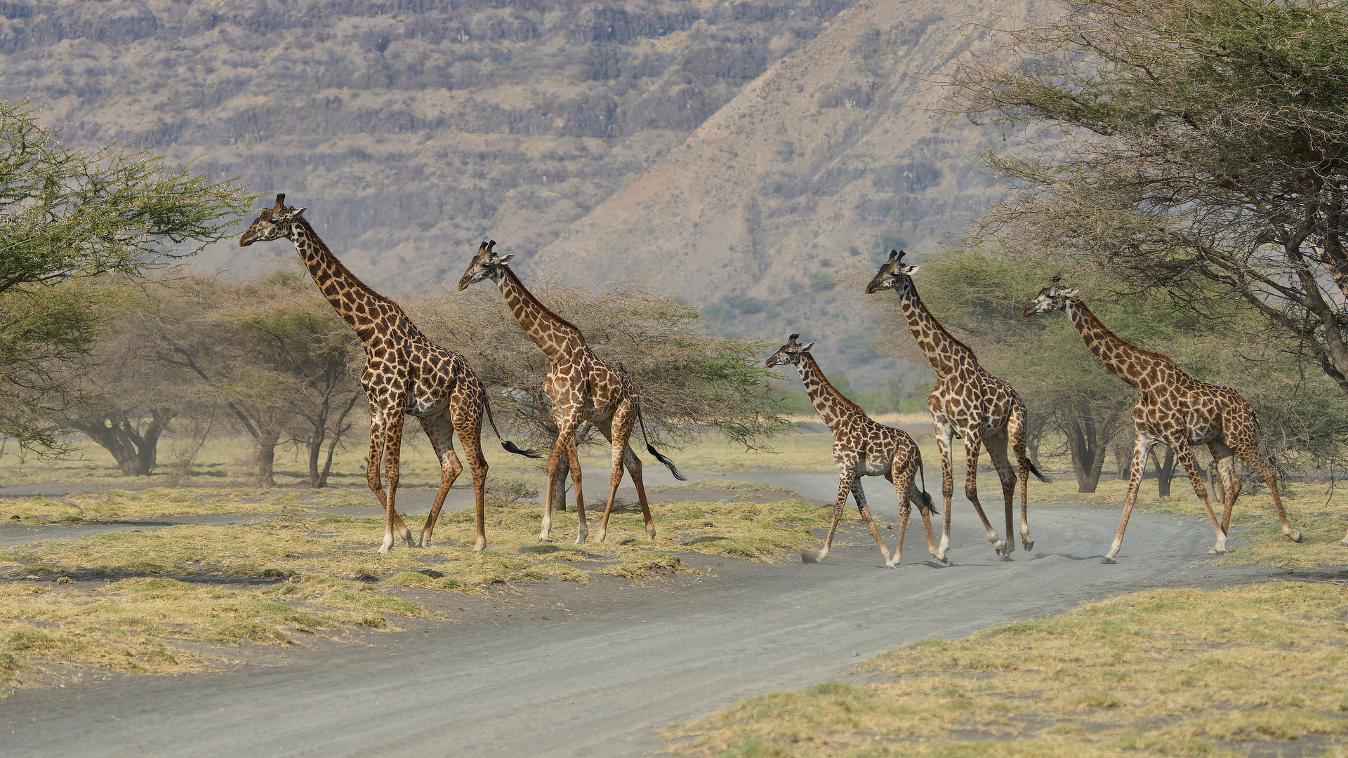 Giraffes crossing