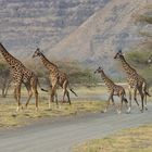 Giraffes crossing