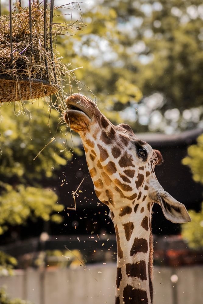 giraffes diner von Sven Schmidt