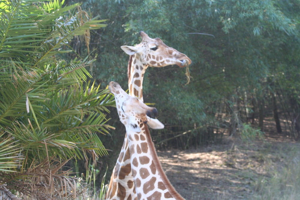 giraffe's feeding