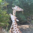 giraffe's feeding