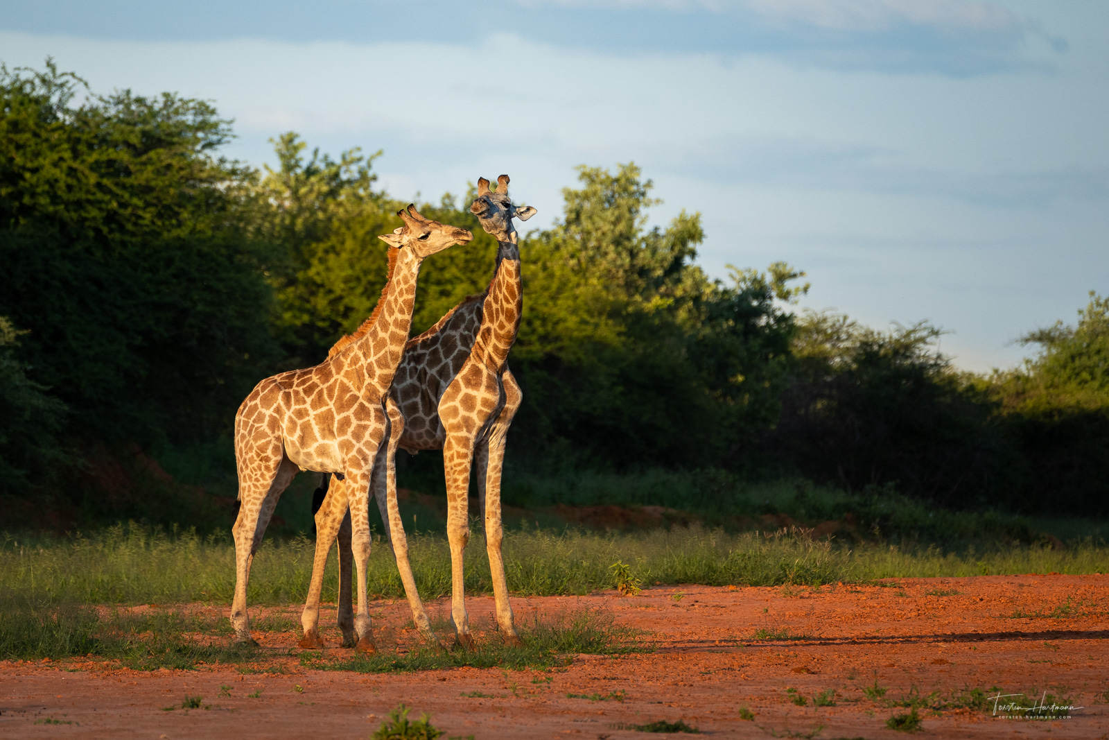 Giraffes in sunset light, Waterberg Plateaupark (Namibia)