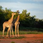 Giraffes in sunset light, Waterberg Plateaupark (Namibia)