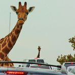 Giraffes in the City