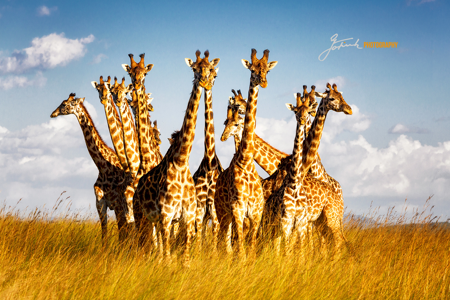 Giraffes Meeting Masai Mara Kenya 