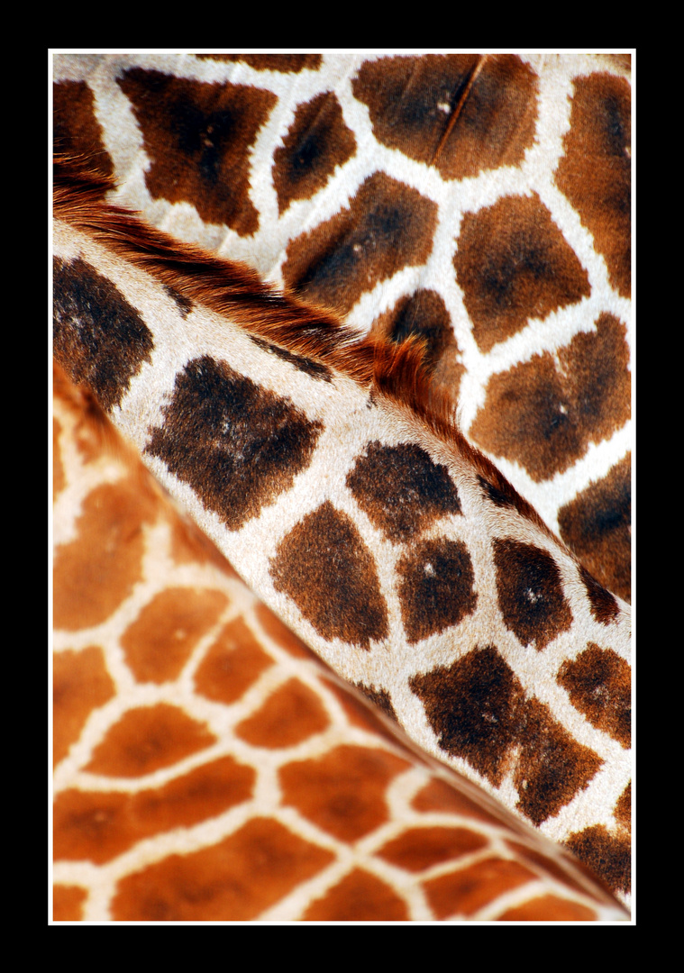 Giraffe's neck