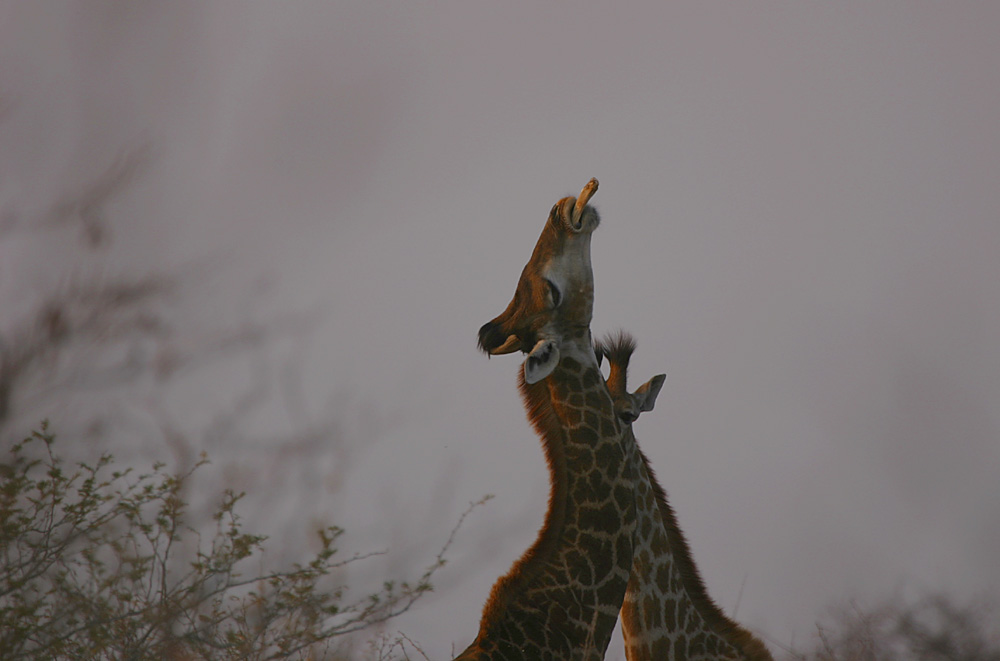 Giraffe's Playground