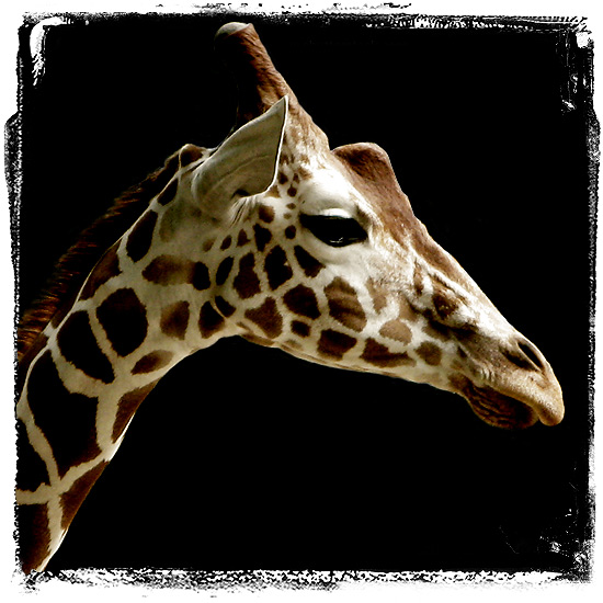 giraffe's portrait