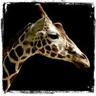 giraffe's portrait