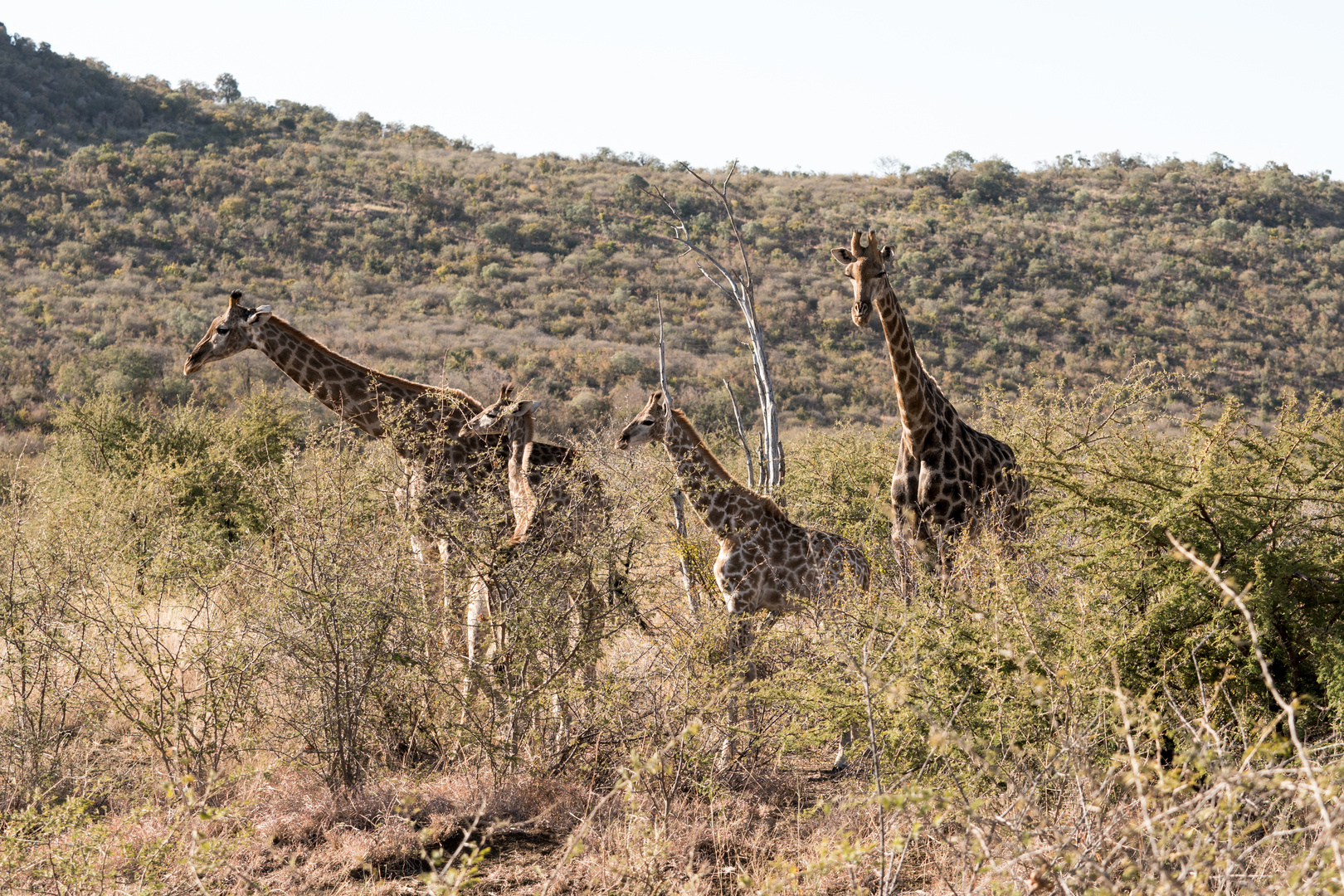 giraffes_2_DSC02580