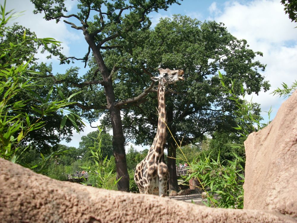 Giraffe_Zoo Hannover