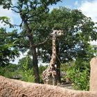 Giraffe_Zoo Hannover