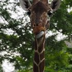 Girafffe