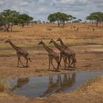 Girafffenwanderung