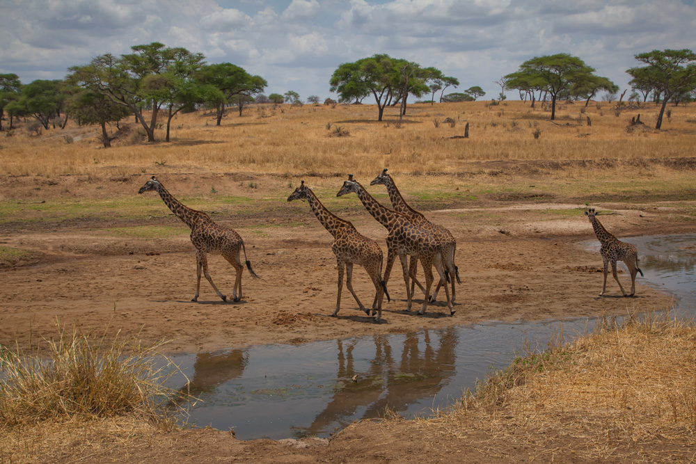 Girafffenwanderung