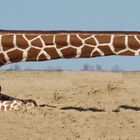 Giraffffe