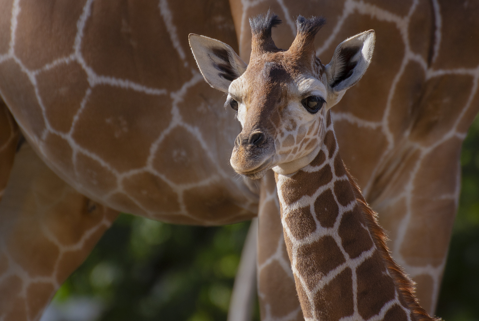 Girafon contre maman girafe (Giraffa camelopardalis, girafe réticulée)