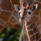 Girafon contre maman girafe (Giraffa camelopardalis, girafe réticulée)