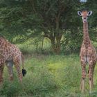 girafons