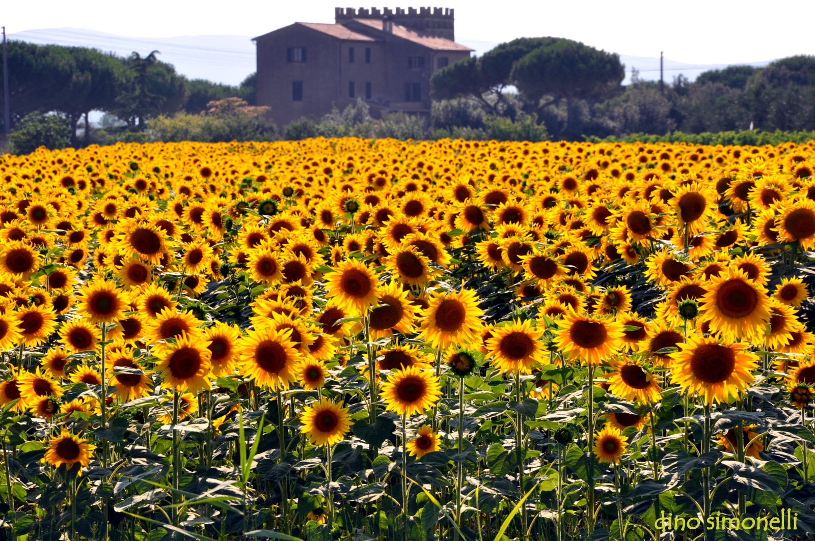 gira...girasole