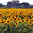 gira...girasole