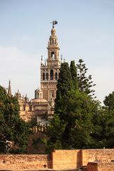 giralda desde el alcazar