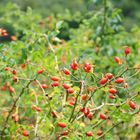 Girandola di rosa canina